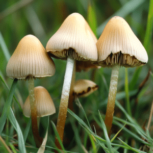 do mushrooms show up on drug test